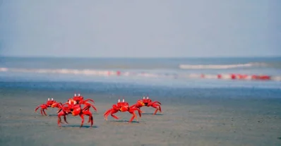 লাল কাঁকড়ার ছুটোছুটি