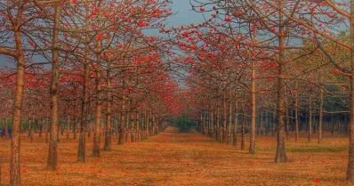 শিমুল বাগান