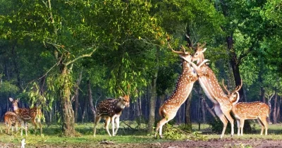 সুন্দরবন