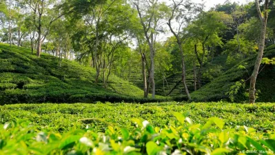 শ্রীমঙ্গলের চা বাগানi
