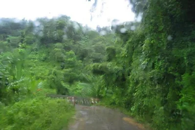 লাউয়াছড়া জঙ্গলে বৃষ্টিভেজা ট্র্যাকিং