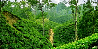 শ্রীমঙ্গল সবুজ চা-বাগানে প্রশান্তির ছুটি