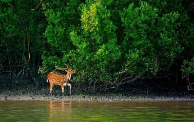সুন্দরবন